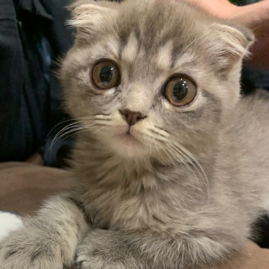 MOLLY - The Adorable Cat